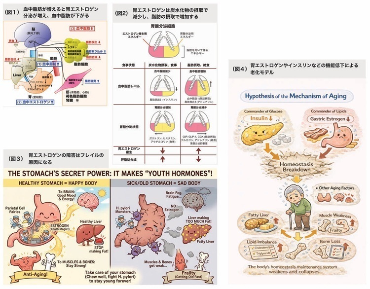 胃エストロゲンの分泌による影響についての資料