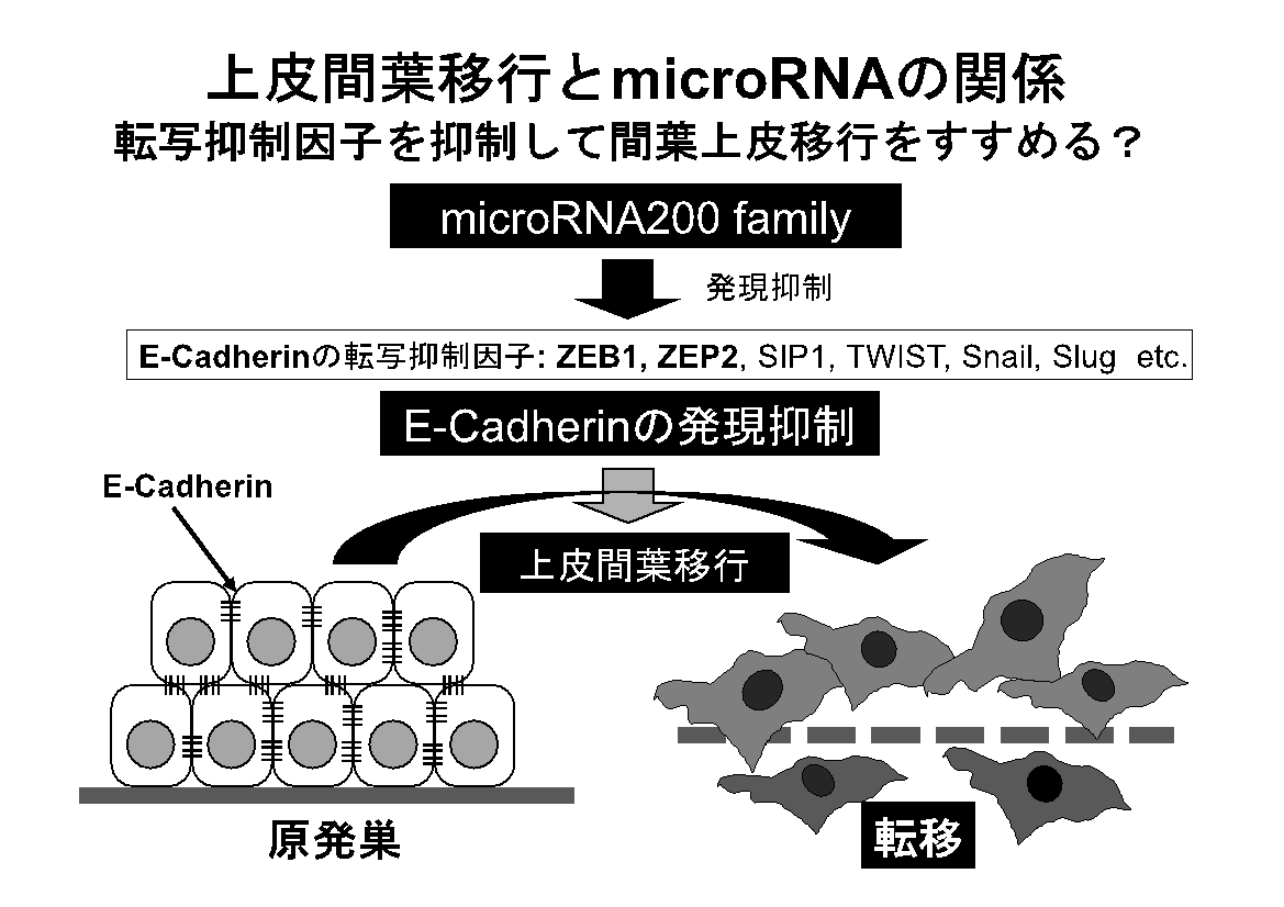図・上皮間葉移行とmicroRNAの関係