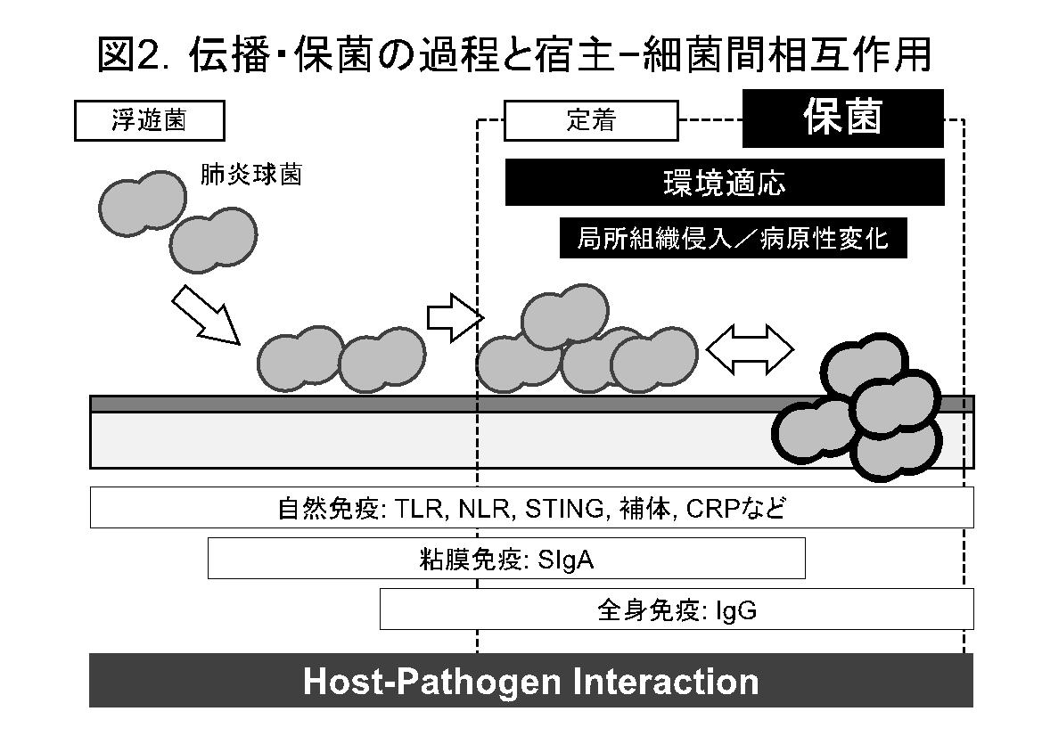 図２伝播・保菌の過程と宿主-細菌間相互作用