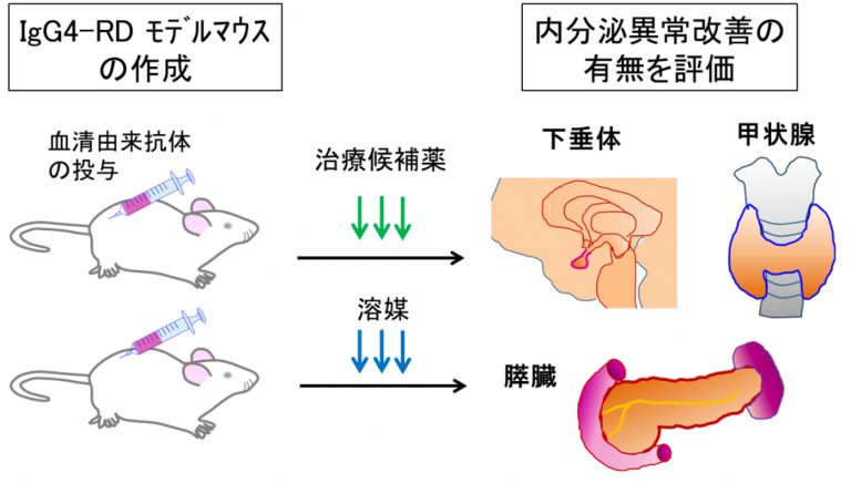 図4: 2型糖尿病における膵β細胞のインスリン分泌能の経年的変化