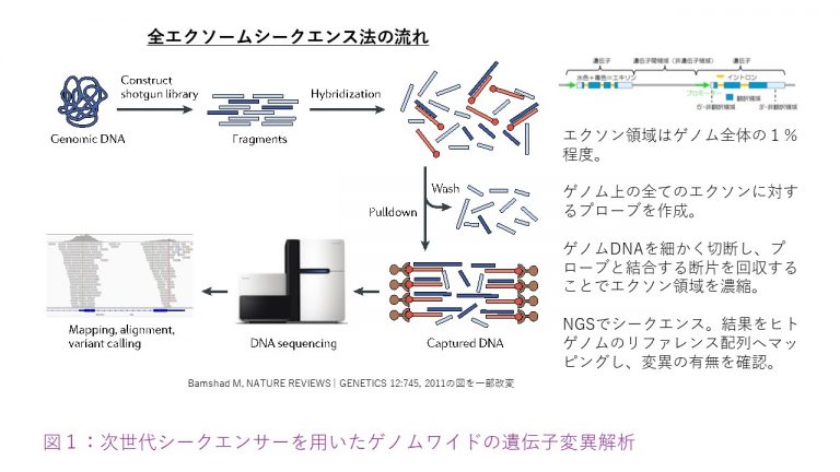図1: 次世代シークエンサーによるゲノム解析