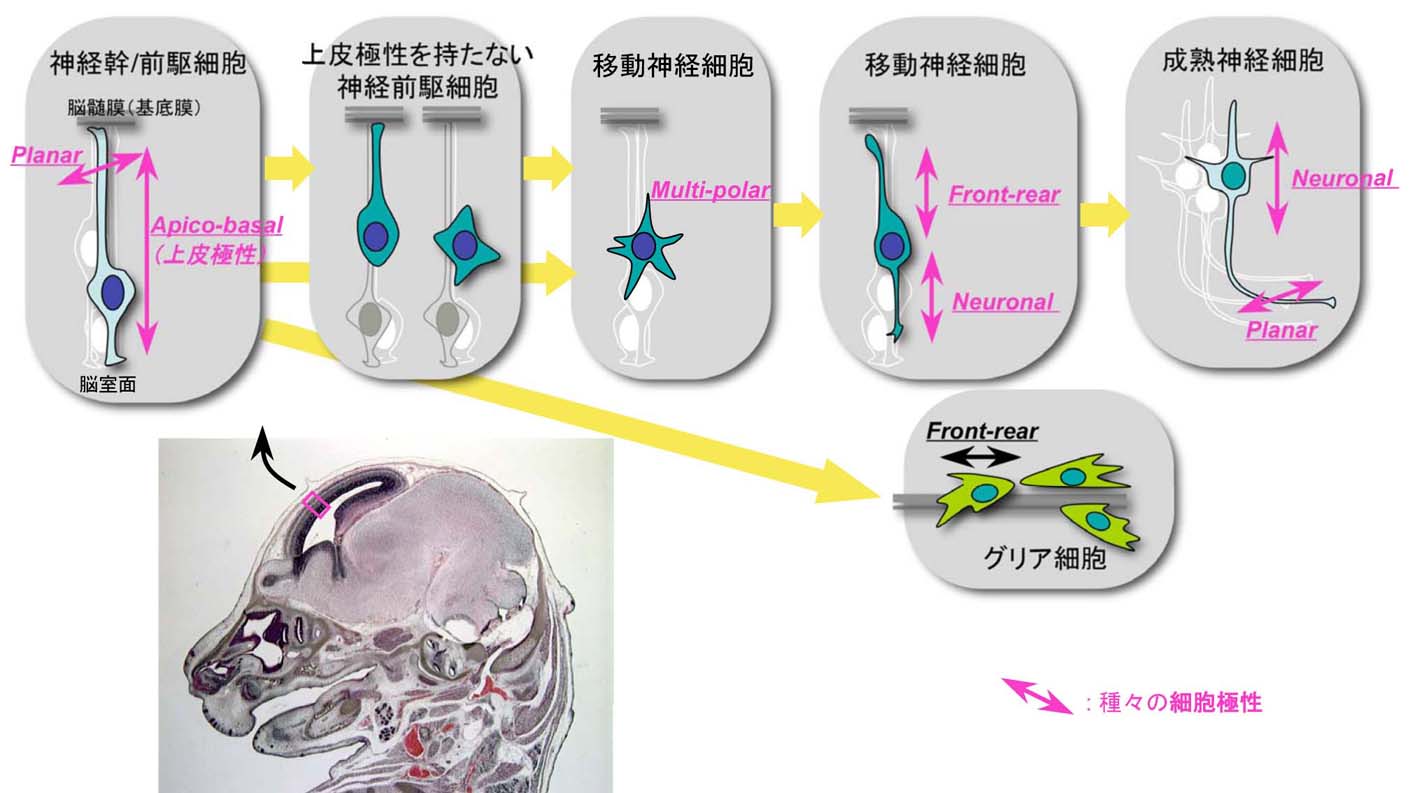 Cell Polarity