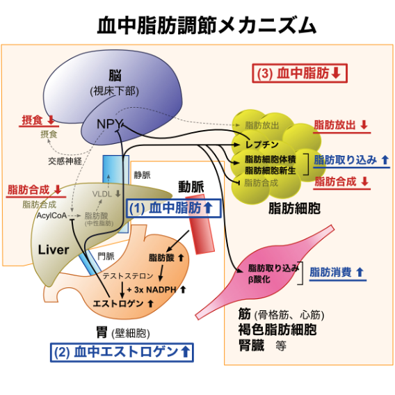 血中脂肪調節メカニズム