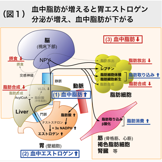 血中脂肪が増えると胃エストロゲン分泌が増え、血中脂肪が下がる（図1）