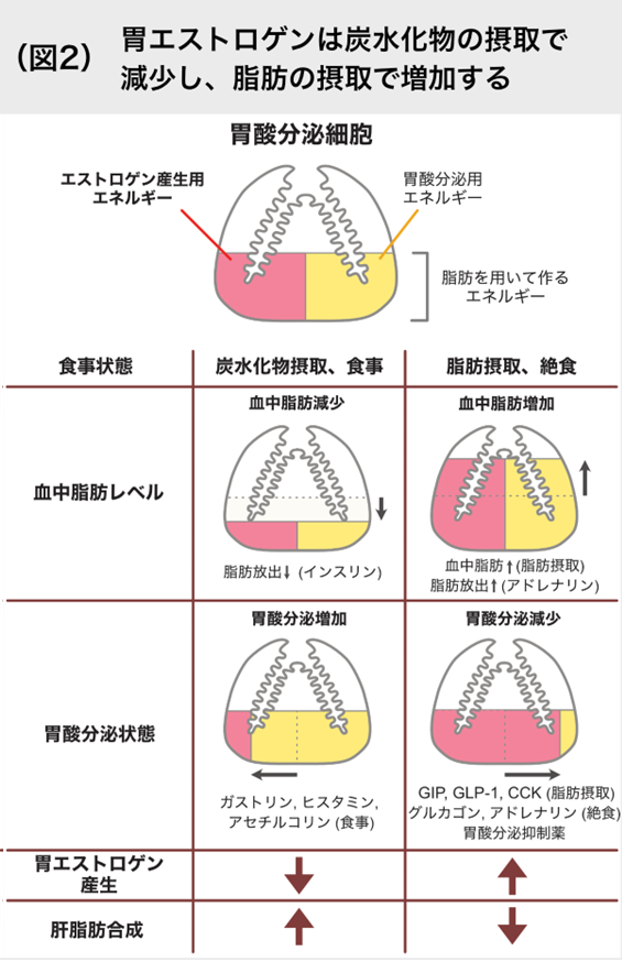 胃エストロゲンは炭水化物の摂取で減少し、脂肪の摂取で増加する（図2）
