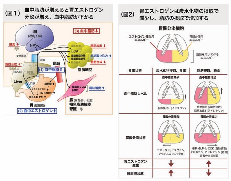 胃エストロゲン仮説