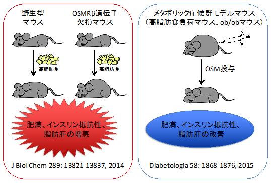 図１：高脂肪食負荷により、OSMRβ遺伝子欠損マウスは野生型と比較してメタボリック症候群の増悪が認められた（左）。また、メタボリック症候群のモデルマウスにOSMを投与すると、肥満やインスリン抵抗性、脂肪肝などの諸症状の改善が認められた（右）。