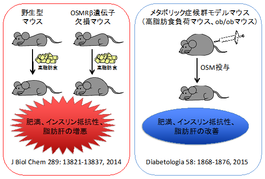 図１マウス実験のイメージ図