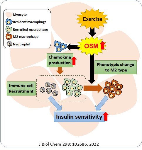運動により骨格筋より産生されるOSMは、種々のケモカインの発現を誘導して好中球やマクロファージを骨格筋に遊走させた。また、OSMは骨格筋マクロファージをM2型へとシフトさせ、インスリン感受性を増加させる作用を持つことが明らかとなった
