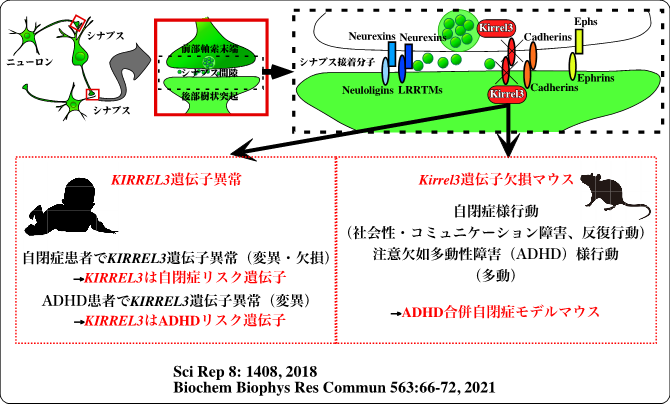 ヒトにおけるADHD合併自閉症のモデルマウスであることを明らかにした図
