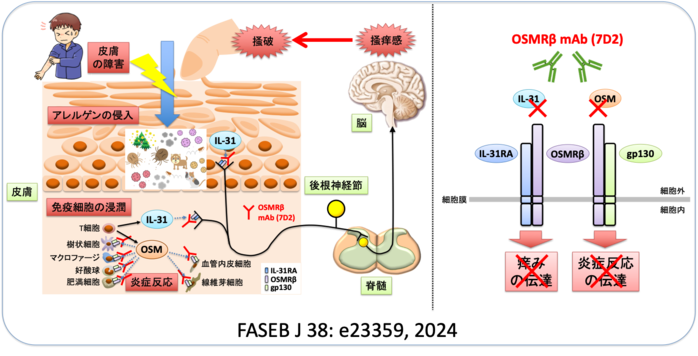 アトピー性皮膚炎は、激しい痒みと湿疹性皮膚病変を特徴とし、激しい痒みに反応して掻く行動は皮膚病変を悪化させ、それがさらなる痒みと掻きたくなる衝動を誘発する（左図「痒み-掻破(そうは)サイクル」）。アトピー性皮膚炎の掻痒症や皮膚病変の発症に重要であるIL-31とOSMとの共通受容体サブユニットであるOSMRβに対するモノクローナル抗体（右図）は、アトピー性皮膚炎モデルマウスの皮膚症状と痒みを著明に抑制した。