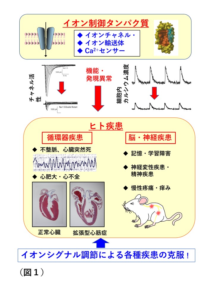 図１