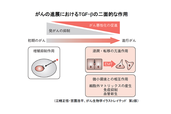 がんの進展におけるTGF-βの二面的な作用図