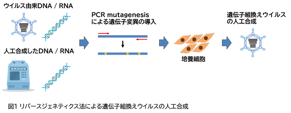 図1リバースジェネティクス法による遺伝子組換えウイルスの人工合成