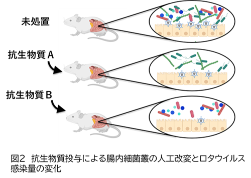 図2抗生物質投与による腸内細菌叢の人工改変と