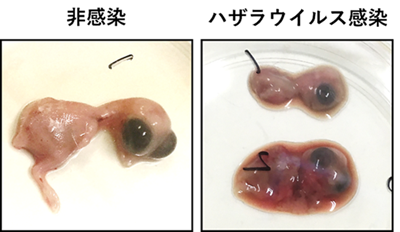 図3ニワトリ胎子に対するハザラウイルスの病原性