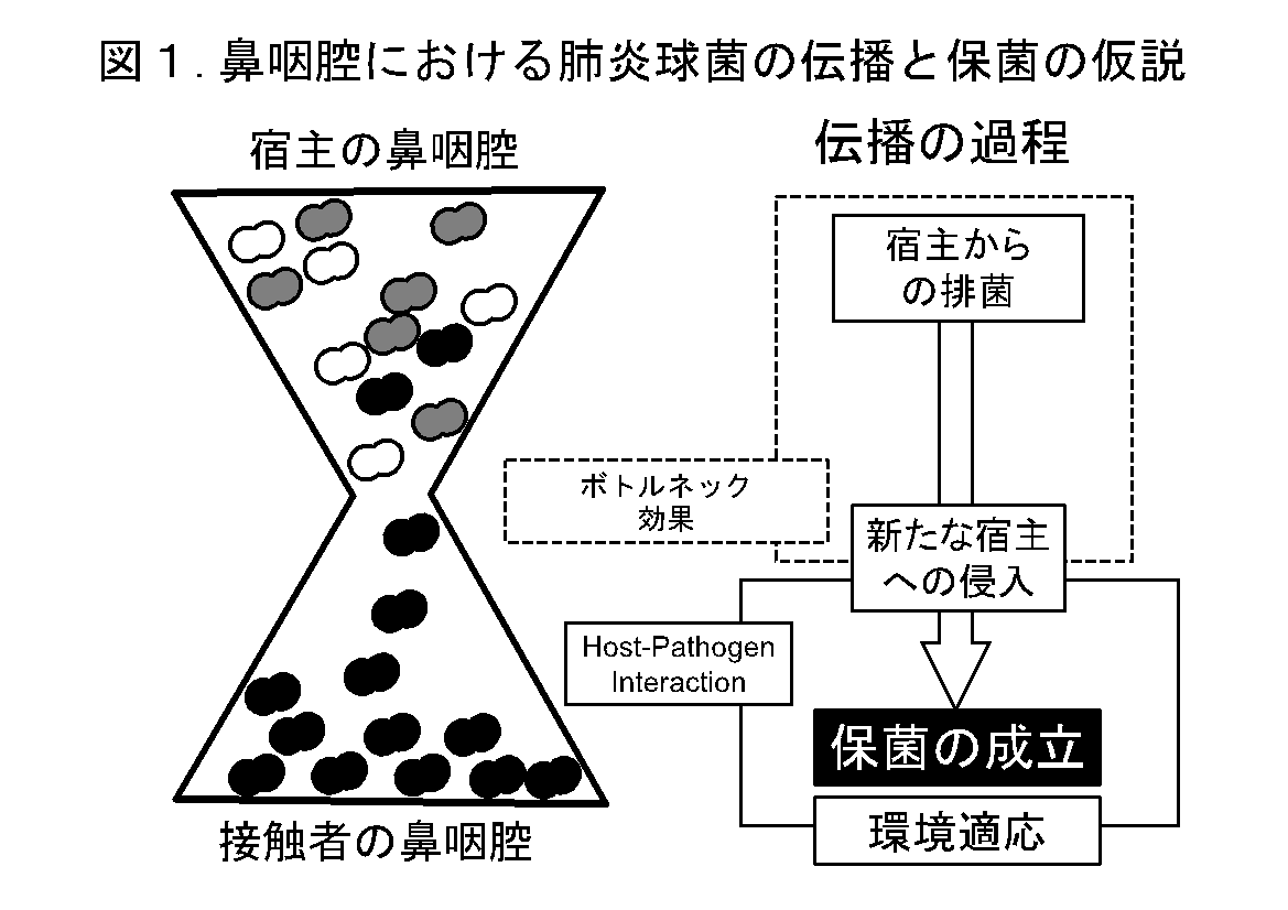 図１鼻咽腔における肺炎球菌の伝播と保菌の仮説