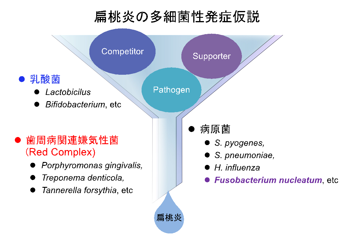 扁桃炎の多細菌性発症仮説