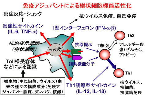 免疫アジュバントによる樹状細胞活性化