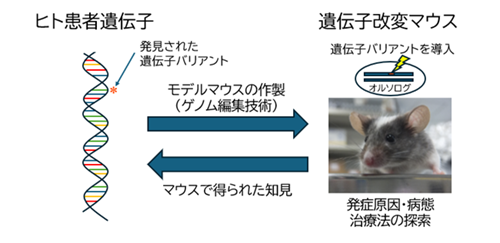 遺伝子改変マウスを用いた研究内容の図