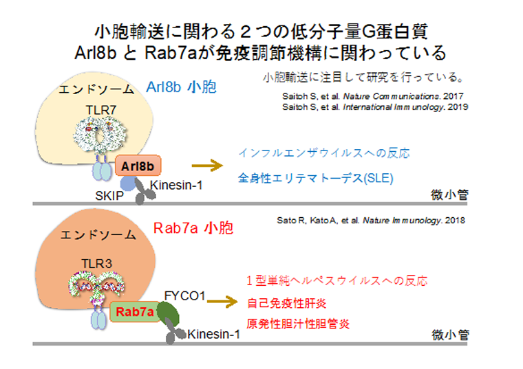 小胞輸送イメージ図