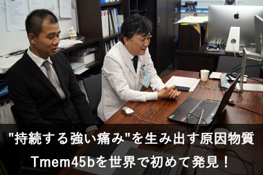持続する強い痛みを生み出す原因物質Tmem45bを世界ではじめて発見！