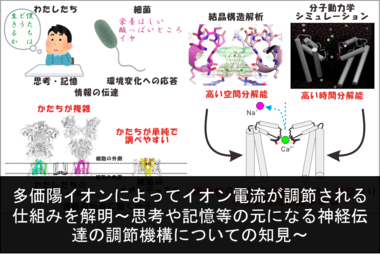 多価陽イオンによってイオン電流が調節される仕組みを解明～思考や記憶等の元になる神経伝達の調節機構についての知見～