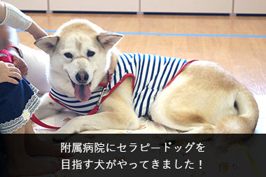 附属病院にセラピードッグを 目指す犬がやってきました！