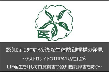 認知症に対する新たな生体防御機構の発見 〜アストロサイトのTRPA1活性化が、LIF産生を介して白質傷害や認知機能障害を防ぐ〜