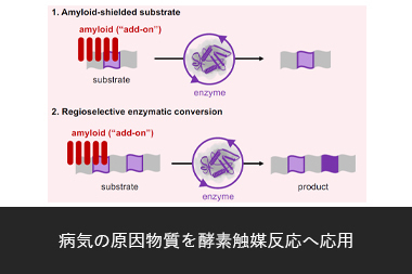 リンクバナー 病気の原因物質を酵素触媒反応へ応用図