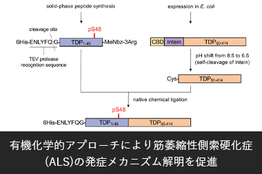 有機化学的アプローチにより筋萎縮性側索硬化症(ALS)の発症メカニズム解明を促進