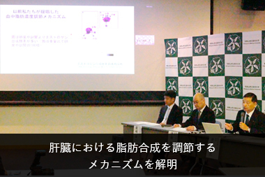 肝臓における脂肪合成を調節する メカニズムを解明
