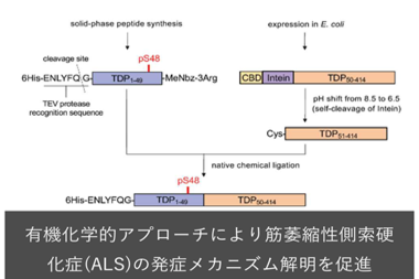 有機化学的アプローチにより筋萎縮性側索硬化症(ALS)の発症メカニズム解明を促進