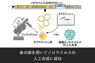 リンクバナー 魚の卵を用いてノロウイルスの 人工合成に成功