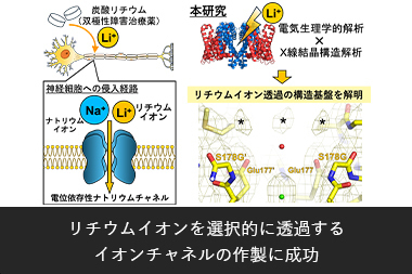 リチウムイオンを選択的に透過する イオンチャネルの作製に成功