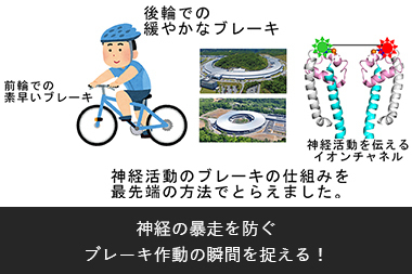 神経の暴走を防ぐ ブレーキ作動の瞬間を捉える！