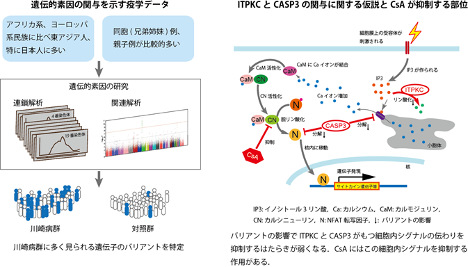 遺伝的素因の関与を示す疫学データ 他