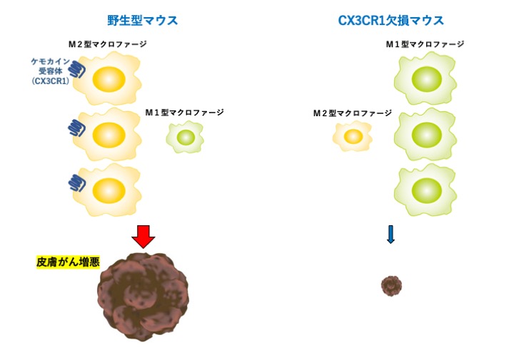 ケモカイン受容体(CX3CR1)が欠損しているとM2マクロファージの集積が減少する