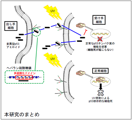 本研究のまとめ