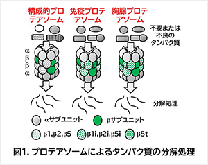 図1