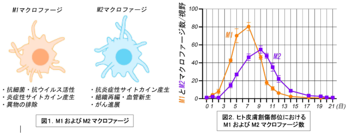 図１および図２