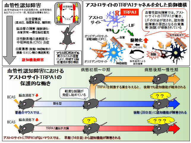 認知症に対する新たな生体防御機構の発見 〜アストロサイトのTRPA1活性化が、LIF産生を介して白質傷害や認知機能障害を防ぐ〜