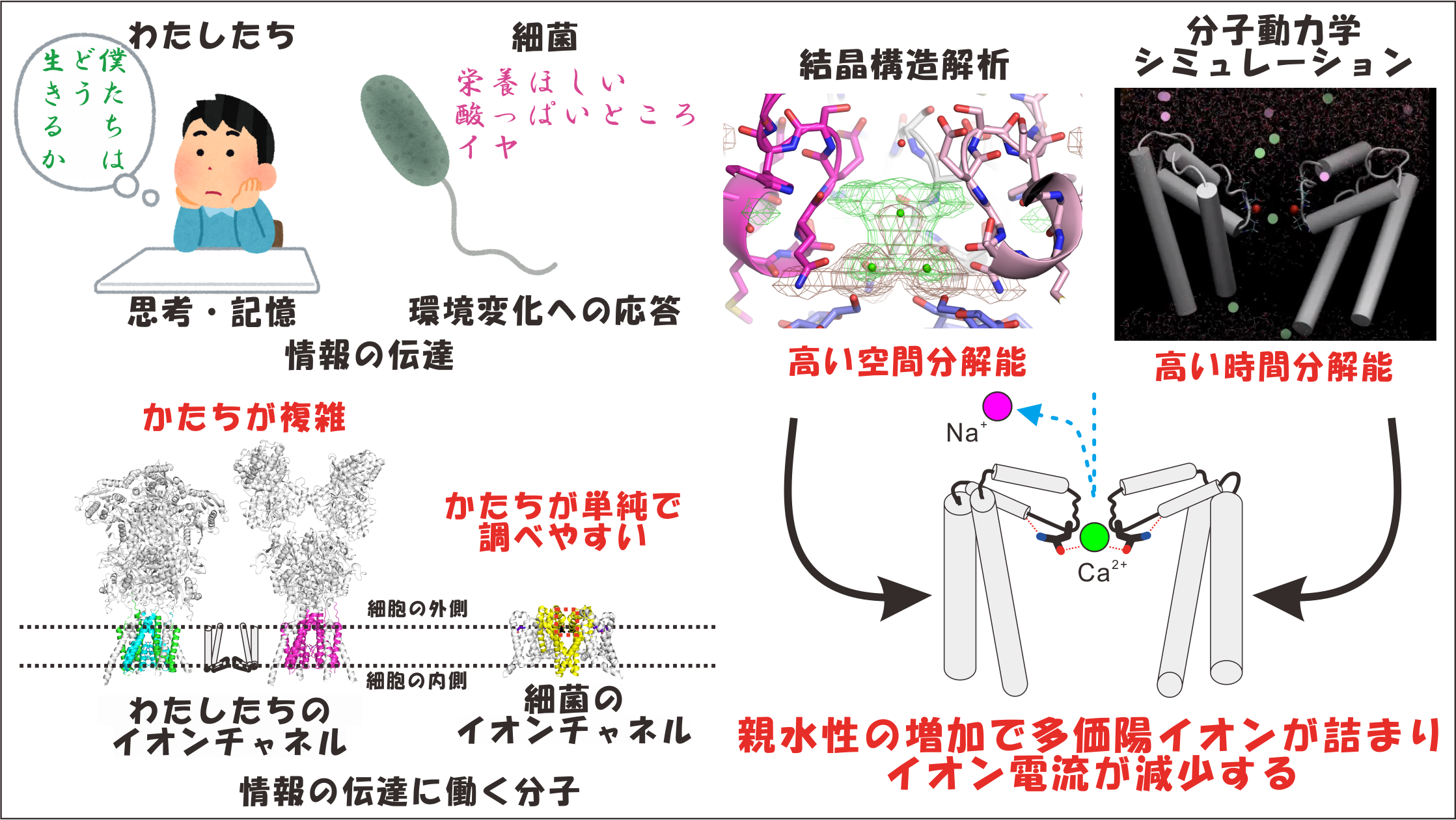 多価陽イオンによってイオン電流が調節される仕組みを解明 ～思考や記憶等の元になる神経伝達の調節機構についての知見～