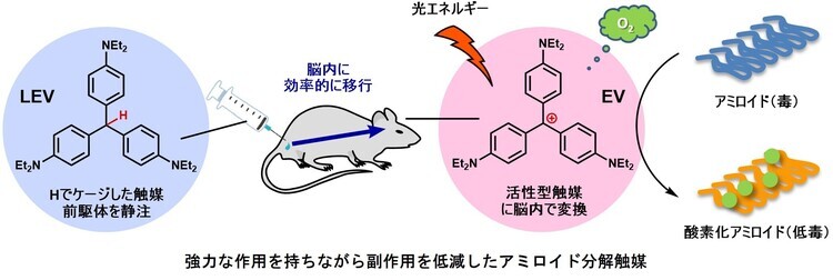 強力な作用を持ちながら副作用を低減したアミロイド分解触媒