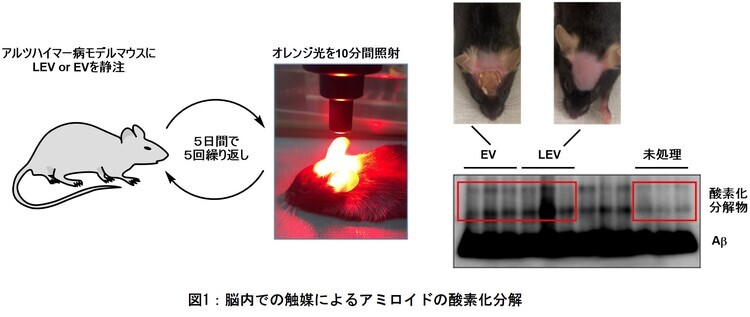 図1　脳内での触媒によるアミロイドの酸素化分解