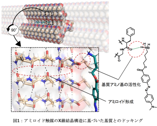 アミロイド触媒のX線結晶構造に基づいた基質とのドッキング