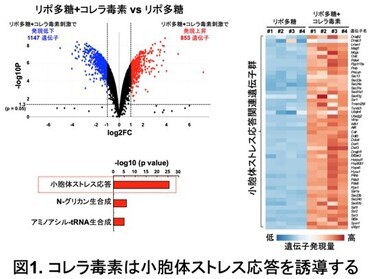 コレラ毒素は小胞体ストレス応答を誘導する