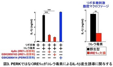 PERKではなくIRE1αがコレラ毒素によるIL-1β産生誘導に関与する