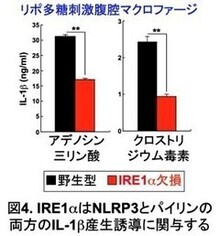 IRE1αはNLRP3とパイリンの両方のIL-1β産生誘導に関与する
