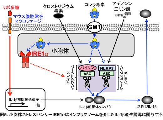 小胞体ストレスセンサーIRE1αはインフラマソームを介したIL-1β産生誘導に関与する